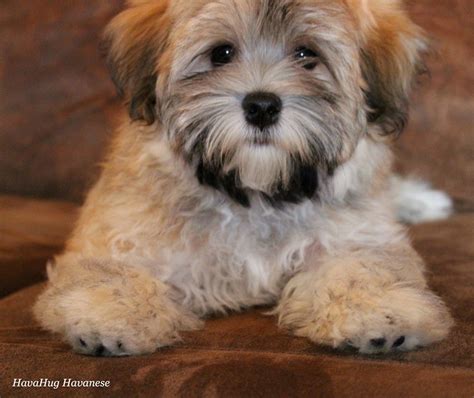 Havanese dog breeders near me - New studies show that dog ownership is linked to better health and happiness, especially following a major cardiac event like a heart attack. We have known for a long time that dog...